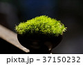 光る苔 37150232