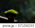 光る苔 37150233