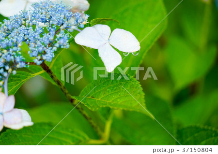 紫陽花 37150804
