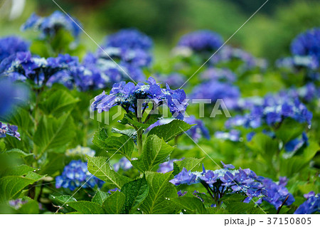 紫陽花 紫陽花 37150805