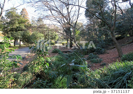東京都町田市 芹が谷公園 東京都町田市 芹が谷公園 37151137