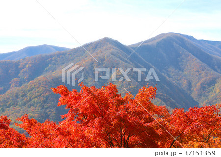 三峰の紅葉１１ 37151359