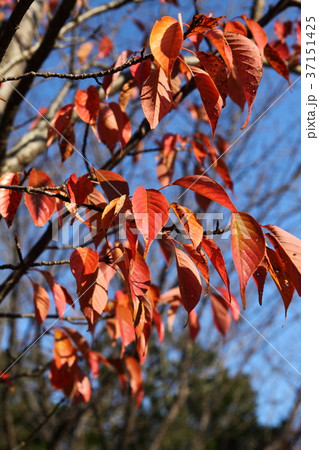 一庫公園のヤマザクラの紅葉 一庫公園のヤマザクラの紅葉 37151425