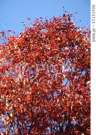 一庫公園のケヤキの紅葉 37151430