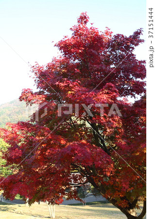 一庫公園の紅葉 37151444