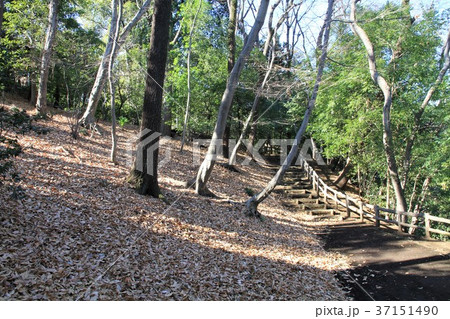 東京都町田市 芹が谷公園 東京都町田市 芹が谷公園 37151490