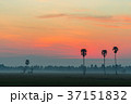 Sunrise in the rice field with Sugar palm trees. 37151832