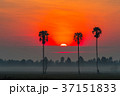 Sunrise in the rice field with Sugar palm trees. 37151833
