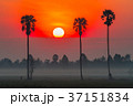 Sunrise in the rice field with Sugar palm trees. 37151834