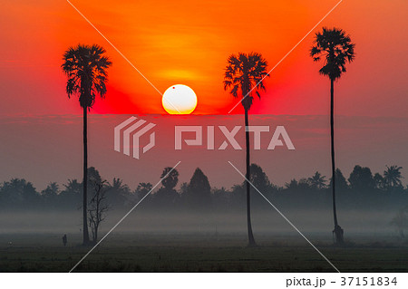 Sunrise in the rice field with Sugar palm trees. 37151834