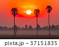 Sunrise in the rice field with Sugar palm trees. 37151835