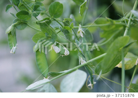 さやえんどう さやえんどう 37151876