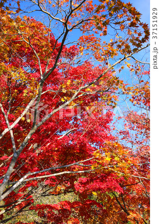 こどもの国の秋８ 37151929