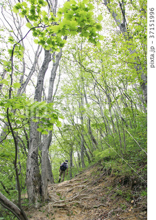 達居森遊歩道 37151996