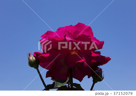 赤いバラの花 37152079