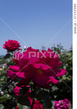 赤いバラの花 37152080