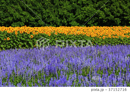 ひまわり畑5509 ひまわり畑5509 37152716