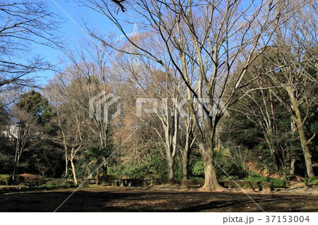 東京都町田市 芹が谷公園 東京都町田市 芹が谷公園 37153004