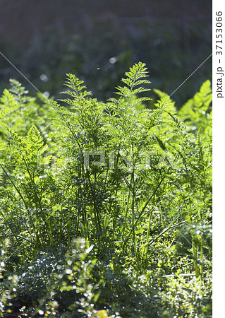 にんじん 37153066