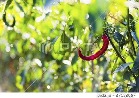 トウガラシ トウガラシ 37153067