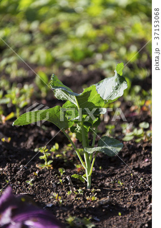 ブロッコリーの苗 ブロッコリーの苗 37153068