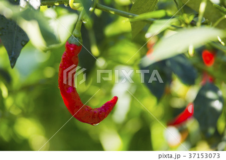 トウガラシ トウガラシ 37153073