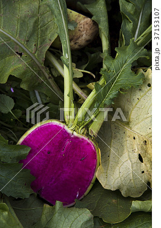 紅心大根 37153107
