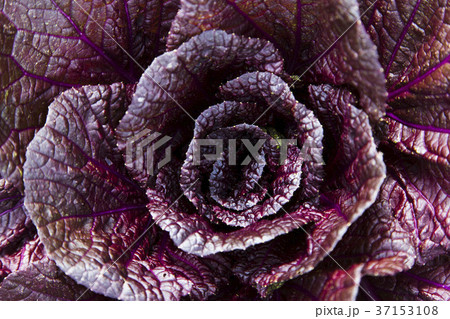 紫白菜 紫白菜 37153108