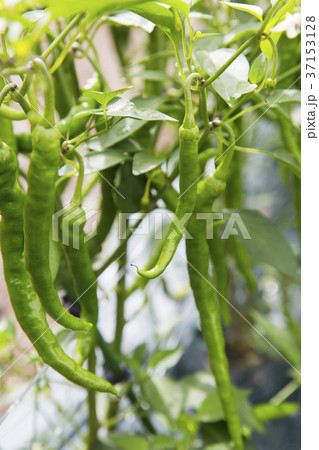 トウガラシ 37153128