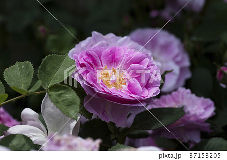 紫のバラの花 37153205