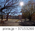 夕方の公園 37153260