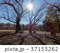夕方の公園 37153262