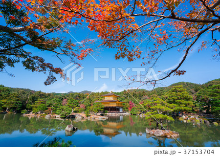 京都　金閣寺の紅葉 37153704