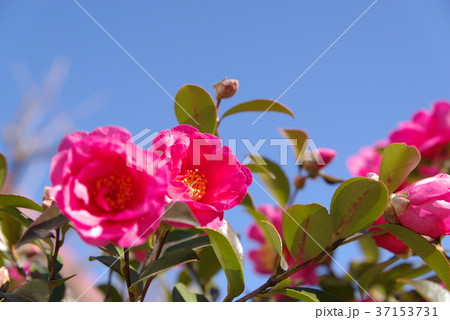 濃いピンクの寒椿 青空の背景 a 濃いピンクの寒椿 青空の背景 a 37153731