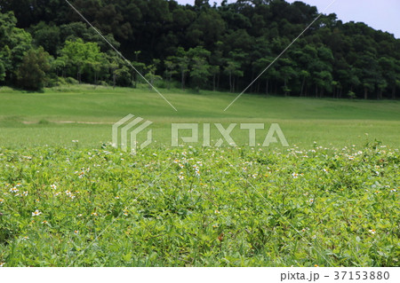 キンケイギク 金鶏菊 センダングサ 37153880