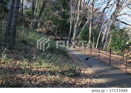 東京都町田市 芹が谷公園 東京都町田市 芹が谷公園 37153986