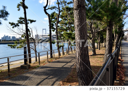お台場海浜公園 遊歩道 お台場海浜公園 遊歩道 37155729