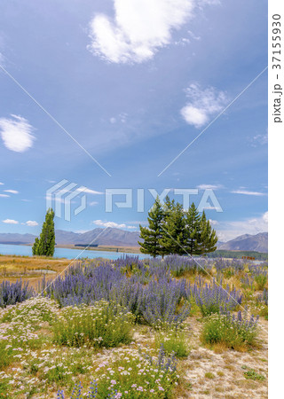 晴天のテカポ湖 37155930