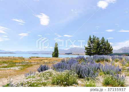 晴天のテカポ湖 37155937