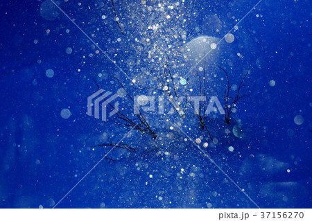 ダイヤモンドダスト輝く ダイヤモンドダスト輝く 37156270