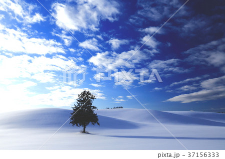 雪原の一本木 雪原の一本木 37156333