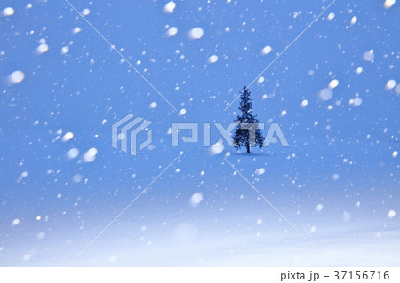 雪降る朝 雪降る朝 37156716