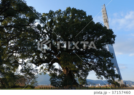 藤崎台のクスノキ群 藤崎台のクスノキ群 37157460