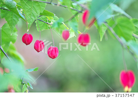 赤いアブチロンの花 37157547
