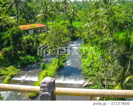 Mountain river Ayung among the jungle and bamboo 37157600