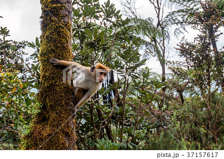 Srilankan toque macaque or Macaca sinica in jungle 37157617