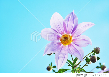 『薄紫色のダリア』 薄紫のダリア