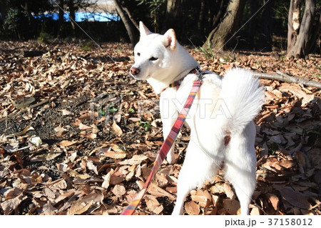 散歩に行こうよ！ 37158012