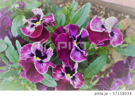 パンジー パンジー 37158038