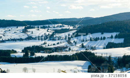 Coniferous forest of the Black Forest in Germany. Coniferous forest of the Black Forest in Germany. 37158058